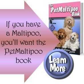 Maltipoo 2024 bad breath